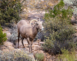 Naklejka premium Photograph of Desert Big Horn Sheep
