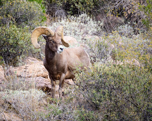 Photograph of Desert Big Horn Sheep