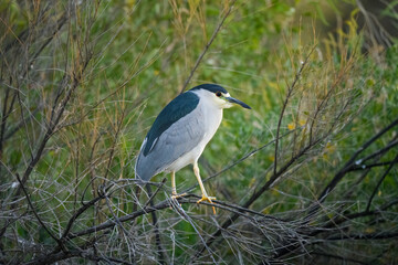 Photograph of a Night Heron