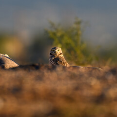 Photograph of a Burrowing Owl