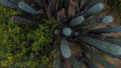 top of the cactus