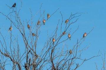 Photograph of a flock of House Finches