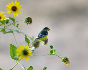 Photograph of a Gold Finch
