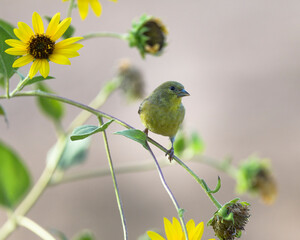Photograph of a Gold Finch