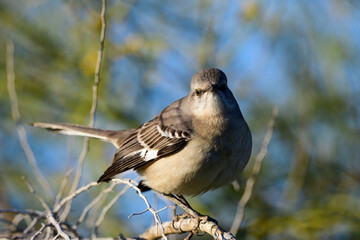 Photograph of a Mockingbird