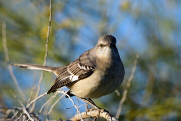 Photograph of a Mockingbird