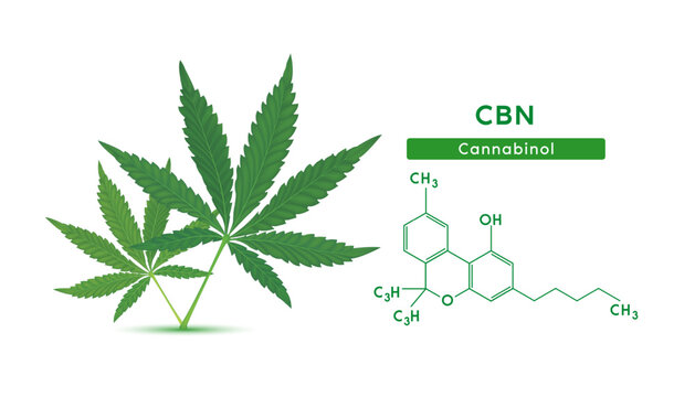 Green marijuana leaves and Chemical formula molecular structure Cannabinol (CBN) isolated on white background. Vector EPS10. Alternative herbs. Medical and scientific concepts.