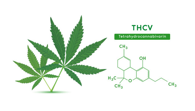 Green marijuana leaves and Chemical formula molecular structure Tetrahydrocannabivarin (THCV) isolated on white background. Vector EPS10. Alternative herbs. Medical and scientific concepts.