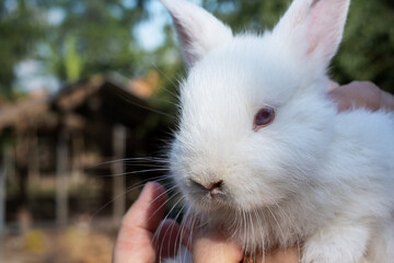Cute white rabbit in the hands