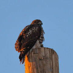 Photograph of a Red-Tailed Hawk