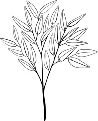 Obraz premium simplicity eucalyptus leaf freehand drawing.