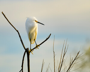 Photograph of a perched Snowy Egret