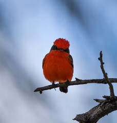 Photograph of a Vermillion Flycatcher