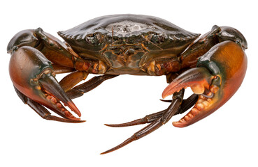 Seafood dish, Raw Serrated mud crab on white background , Fresh Red Crab seafood  on white background PNG File.