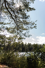 trees in the forest