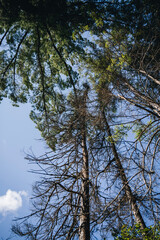 Obraz premium trees and sky