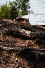 stump in the forest near a lake