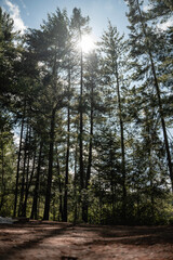 Obraz premium trees in the forest