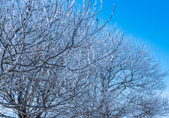 雪と青空と樹氷