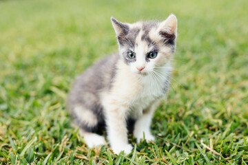 Naklejka na ściany i meble Fluffy Small 8 week old Calico Tri Colored Kitten exploring backyard outdoors on grass