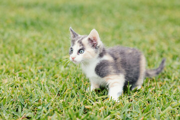 Fluffy Small 8 week old Calico Tri Colored Kitten exploring backyard outdoors on grass