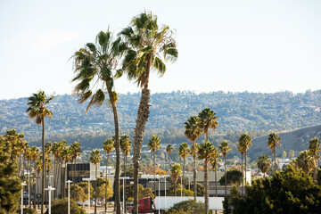 Palm framed view of the downtown skyline of Torrance, California, USA.