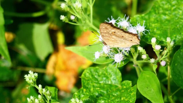 The Lemon Pansy (Junonia lemonias) butterfly with the pattern similar to the eyes on the wings, Tropical insect seeking nectar on Bitter bush or Siam weed blossom with natural green background