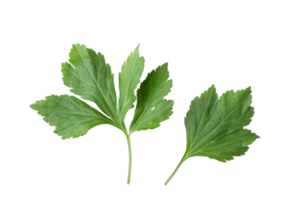 White mugwort isolated on  transparent png