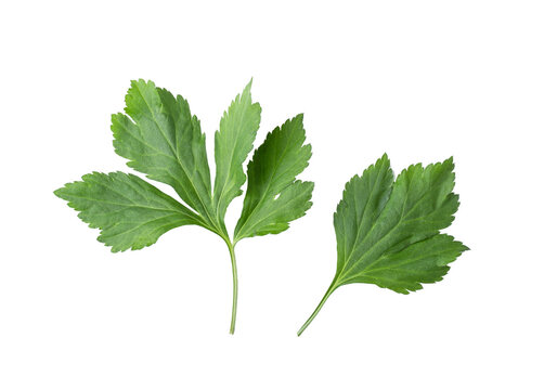 White mugwort isolated on  transparent png