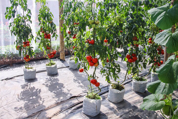 Tomatoes growing in  greenhouses on vegetable farm garden indoor background