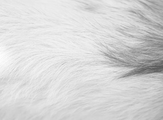 Fur goat texture or animal hair white grey background