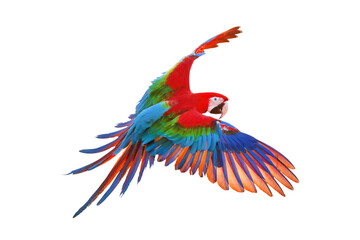 Green wing macaw parrot flying isolated on transparent background png file © Passakorn