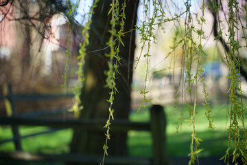 A willow tree's vines soak in the sun on a fresh spring day.