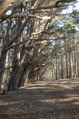 Cypress trees at Fitzgerald Marine Reserve in Moss Beach, California
