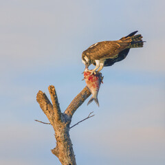 Western Osprey Pulling Apart a Fish in a Dead Tree