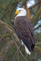 Bald eagle on tree branch.