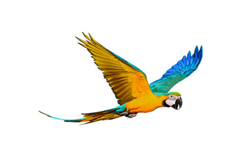 Colorful flying parrot isolated on transparent background png file © Passakorn