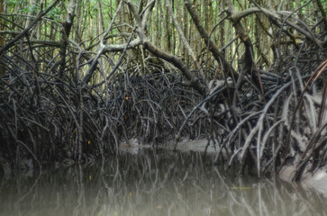 mangrove roots in low tide water, soft focus, burred background