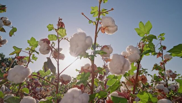 Cotton picking, agribusiness. Cotton field plantation. Bushes of high-quality cotton against the background of the sunset rays of the sun. Cotton picking, agribusiness. Dolly shot.