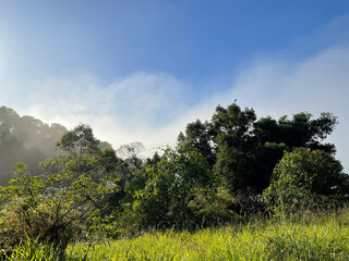 Fototapeta premium Morning mist among trees