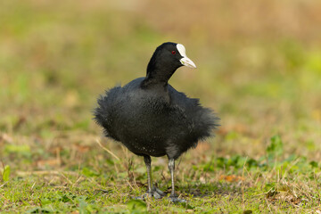 羽毛が広がっているオオバン