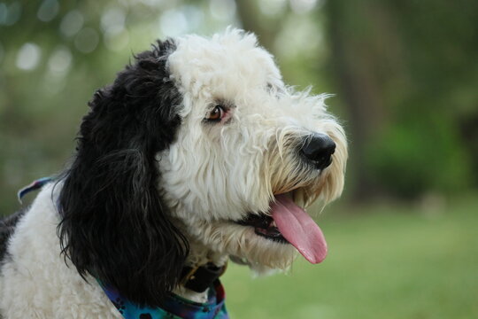 portrait of a sheepadoodle