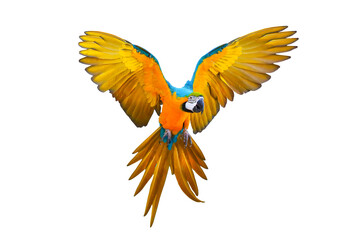 Colorful flying parrot isolated on transparent background png file © Passakorn