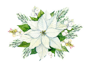 Watercolor illustration. White poinsettia. Christmas composition of poinsettia, snowberry and pine branches. For packaging design, postcards, stickers, fabric, etc.