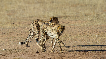 Cheetah (Acinonyx jubatus) Kgalagadi Transfrontier Park, South Africa