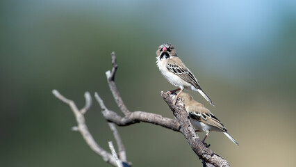  Scaly-feathered Finch (Sporopipes squamifrons) Kgalagadi Transfrontier Park, South Africa