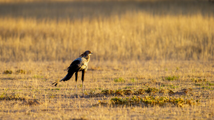 Secretarybird( Sagittarius serpentarius) Kgalagadi Transfrontier Park, South Africa