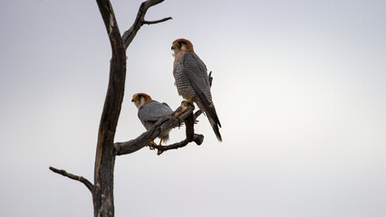 - Red-necked Falcon (Falco chicquera) Kgalagadi Transfrontier Park, South Africa
