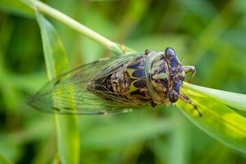 A large green annual cicada climbs a stalk of grass.
