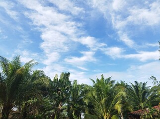 Fototapeta na wymiar These spectacular cirrus clouds Over Palm Tree in Thailand, formation with blue sky background